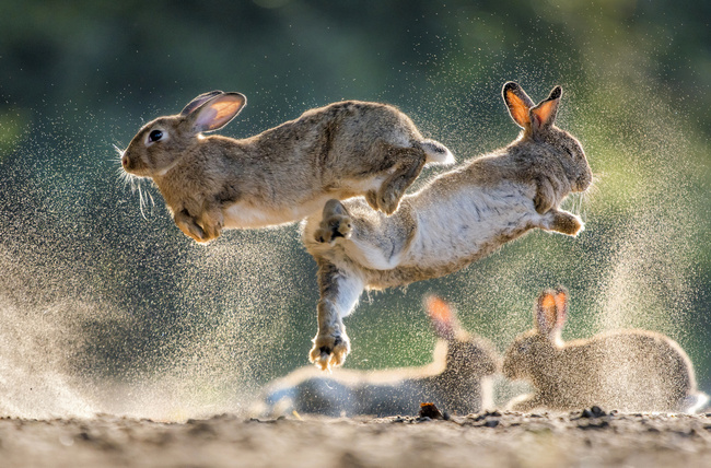 European Rabbit image