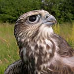 Saker (Falco cherrug) 