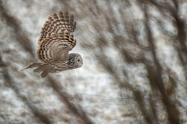 Ural owl image