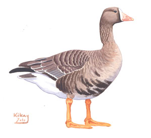 006 (Greater) White-fronted Goose pic