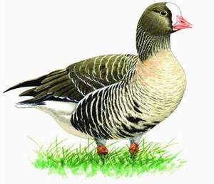 007 Lesser White-fronted Goose  pic