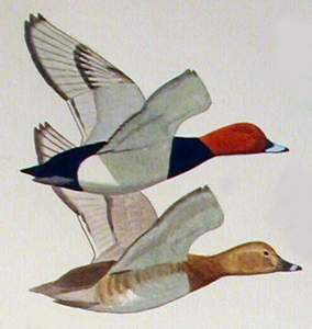 029 (Common) Pochard pic