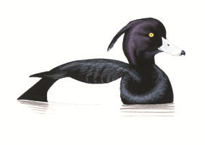032 Tufted Duck pic