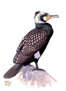 061 (Great) Cormorant pic
