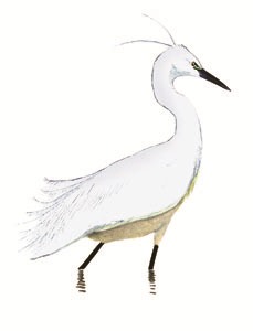 072 Little Egret pic