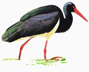 076 Black Stork pic