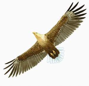 085 White-tailed Eagle pic