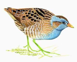 118 Spotted Crake pic