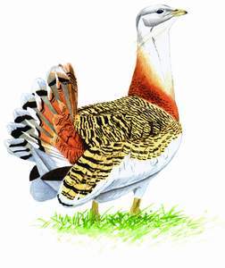 Great Bustard pic