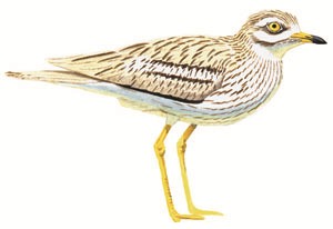 132 (Eurasian) Stone-curlew pic