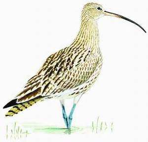 172 (Eurasian) Curlew pic