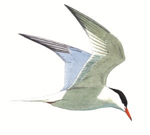 210 Common Tern pic