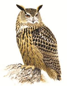 230 (Eurasian) Eagle Owl pic