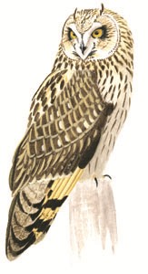 238 Short-eared Owl pic