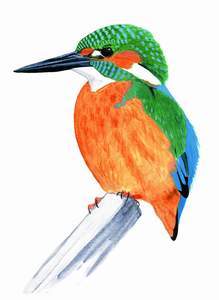 244 (Common) Kingfisher pic
