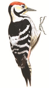 255 White-backed Woodpecker pic
