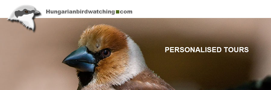 Hawfinch (