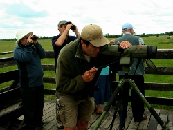 Birdwatching pic
