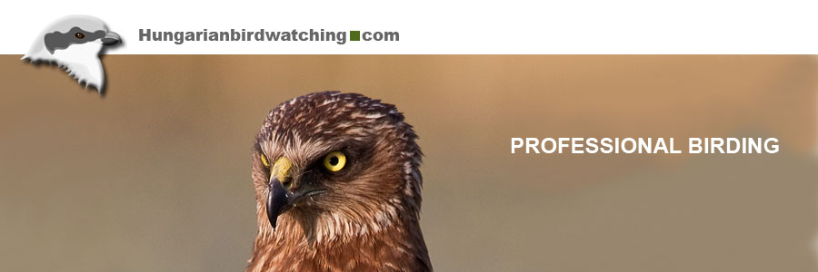 Western Marsh Harrier (