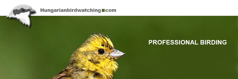Yellowhammer (