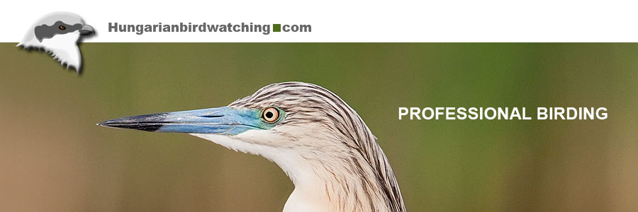 Squacco Heron
